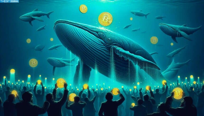 Der Rückzug von Whales verknappt das Angebot, während sich der Solana Preis auf einen Ausbruch vorbereitet