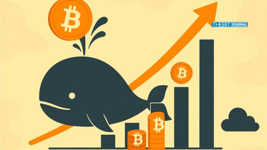 Record Bitcoin Whale Wallets Growth: Is BTC’s Next Rally Around the Corner? 7 Record Bitcoin Whale Wallets Growth: Is BTC’s Next Rally Around the Corner?