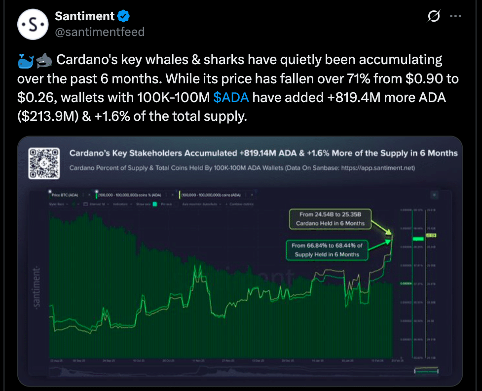 Cardano Whales Accumulate 819M ADA Despite 70% Price Decline 8 Cardano Whale Accumulation